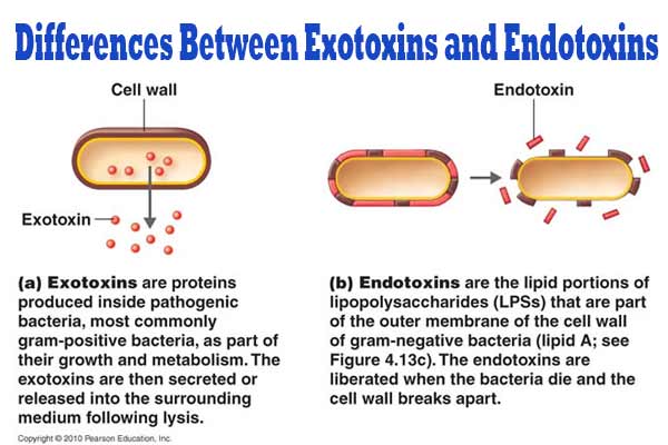 An endotoxin is quizlet