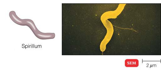 Different Size, Shape and Arrangement of Bacterial Cells cell diagram letters 