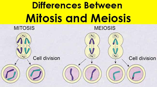 Mitosis vs Meiosis Differences | Leaders in Pharmaceutical ...