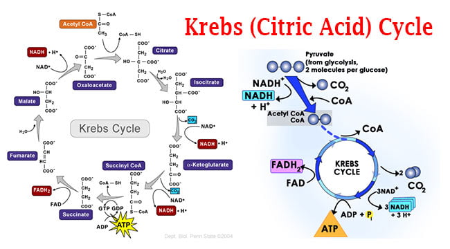 Krebs Citric Acid Cycle Steps By Steps Explanation Online 