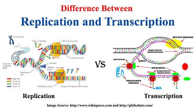 Dna Replication Transcription And Translation Chart Difference Between