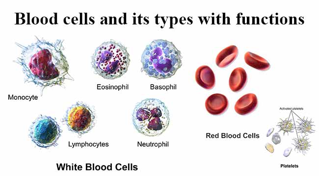 bio red blood cell journey essay Blood cell essaysblood is composed of cells and fluid, contain many inorganic and organic molecules functions of blood could be falls into three categories. bio red blood cell journey essay Blood cell essaysblood is composed of cells and fluid, contain many inorganic and organic molecules functions of blood could be falls into three categories.
